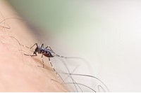 Возбудители и профилактика малярии